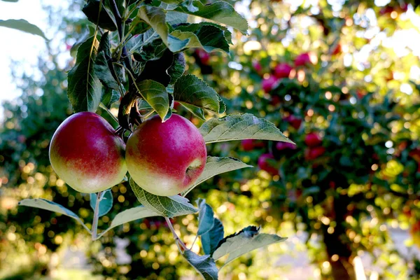 Meyve Bahçesinde Hasat Için Hazır Bir Olgun Elmanın Fotoğrafı Sabah — Stok fotoğraf
