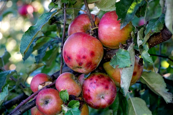 Gambar Apel Matang Orchard Siap Untuk Panen Morning Shot — Stok Foto