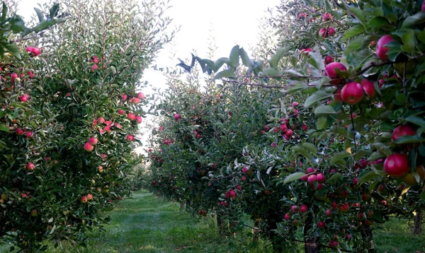 果园里的成熟苹果准备收割的照片 — 图库照片