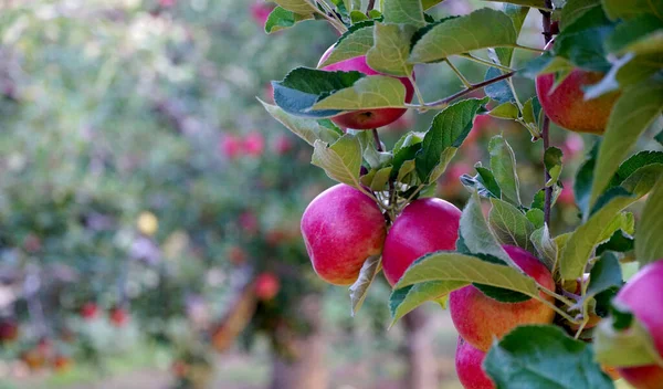 Imagen Una Manzana Madura Huerto Lista Para Cosechar Plano Matutino — Foto de Stock