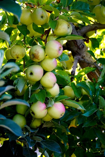 果樹園で収穫の準備ができている熟したリンゴの写真 朝のショット — ストック写真