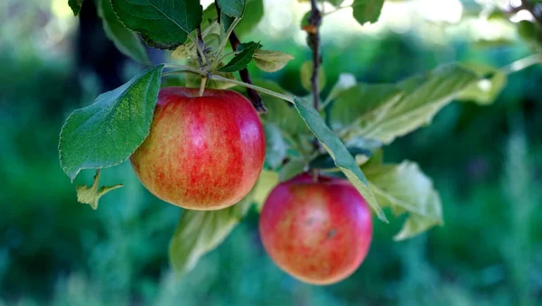 Bild Mogna Äpplen Fruktträdgården Redo För Skörd Morning Shot — Stockfoto