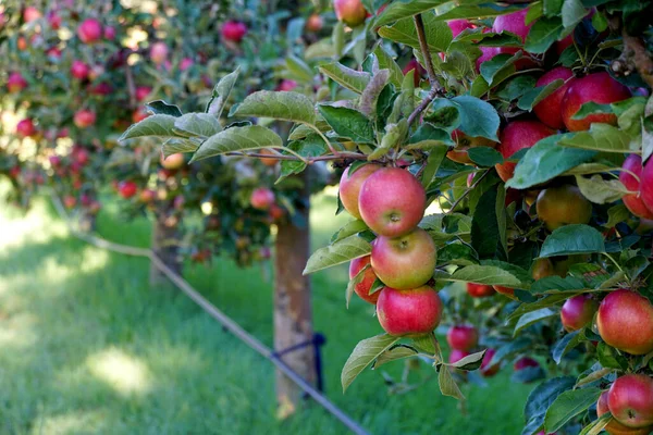 Meyve Bahçesinde Hasat Için Hazır Bir Olgun Elmanın Fotoğrafı Sabah — Stok fotoğraf