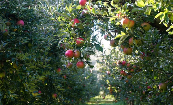 Imagen Una Manzana Madura Huerto Lista Para Cosechar Plano Matutino — Foto de Stock