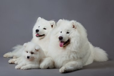 Samoyed dog