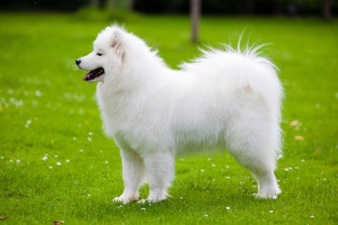 Samoyed dog