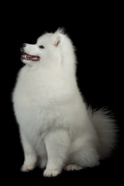 samoated dog on black background.