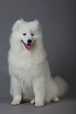 Samoyed dog