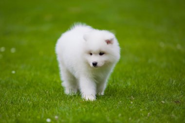 Samoyed dog