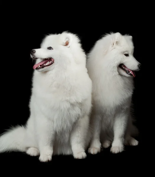 Samoated dog on black background. — Stok fotoğraf