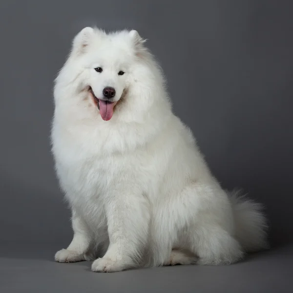 Samojed pes — Stock fotografie