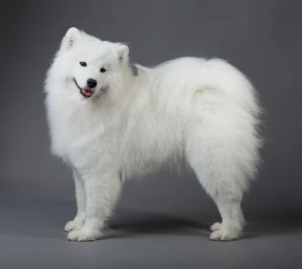 Samoyed pies — Zdjęcie stockowe