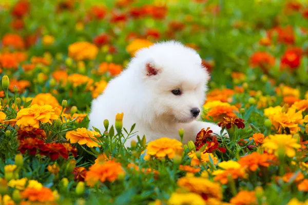 Samoyed dog — Stok fotoğraf