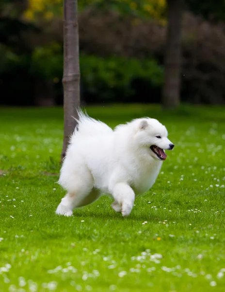 Samoyed 개 — 스톡 사진