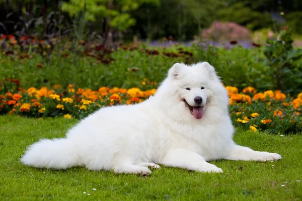 Samojed pes — Stock fotografie