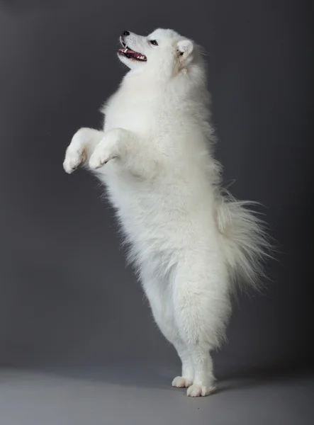 Samoyed dog — Stok fotoğraf