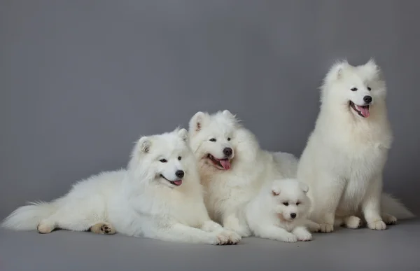 Samojed pes — Stock fotografie