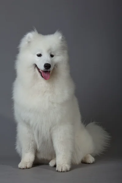 Samoyed 개 — 스톡 사진