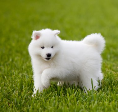 Samoyed dog