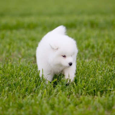 Samoyed dog