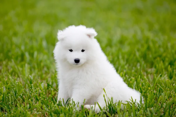 Samoyed собака — стокове фото