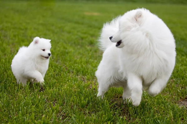 Cane di Samoiedo — Foto Stock