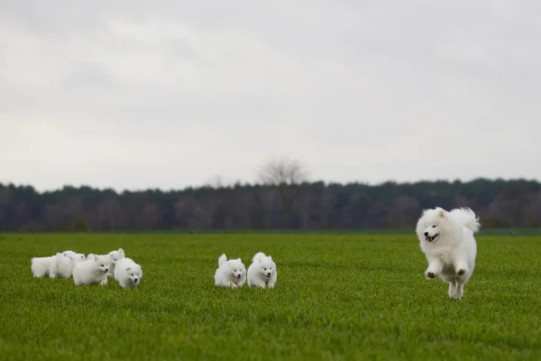 Samoyed dog — Stock Photo, Image