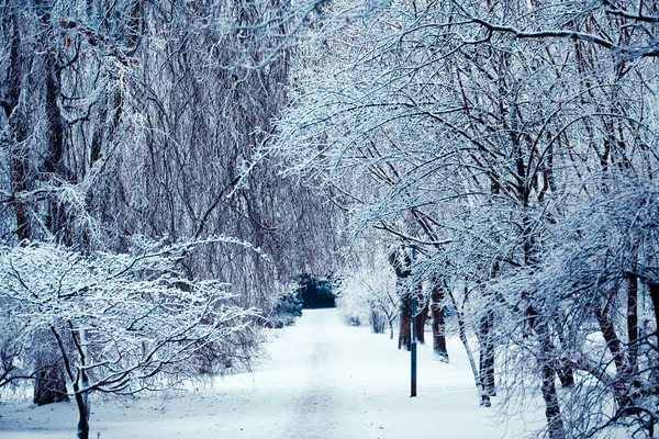 Winter landscape — Stock Photo, Image