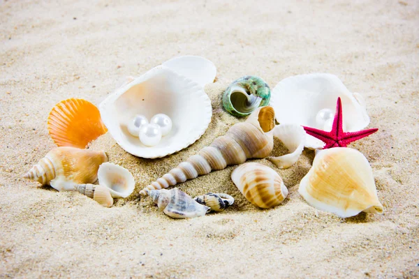 The exotic sea shell . treasure from the sea. — Stock Photo, Image