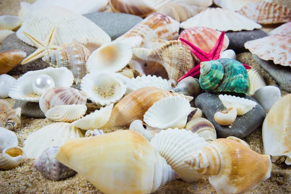 La exótica concha marina. tesoro del mar. — Foto de Stock