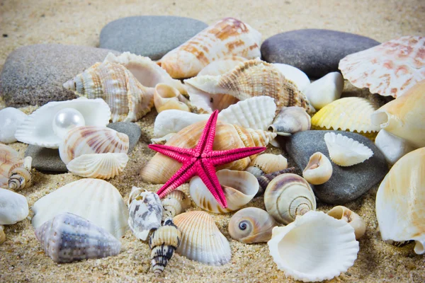 De exotische zeeschelp. schat van de zee. — Stockfoto