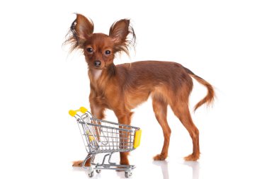 alışveriş sepeti üzerine beyaz izole ile oyuncak korkunç. komik küçük d