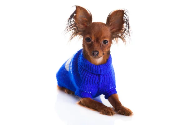 Toy terrier. Rysk toy terrier på en vit bakgrund. roliga li — Stockfoto