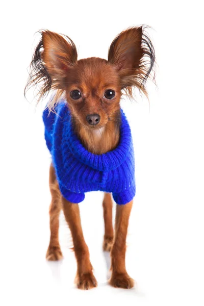 Toy terrier. Rusia juguete terrier sobre un fondo blanco. Gracioso li — Foto de Stock