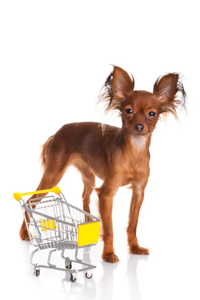 Toy Terrier con carrito aislado en blanco. Divertido poco d —  Fotos de Stock