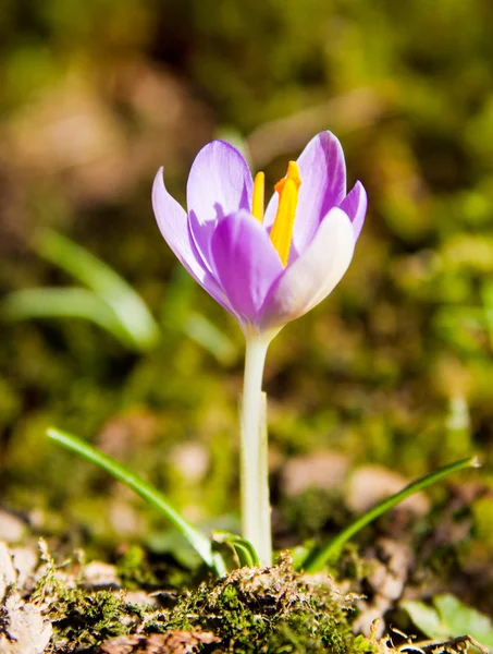 Crocus. — Stock Photo, Image