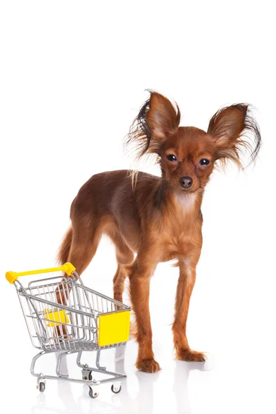 Toy Terrier com carrinho de compras isolado em branco. Engraçado pequeno d — Fotografia de Stock