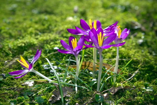 Crocus. — Stock Photo, Image