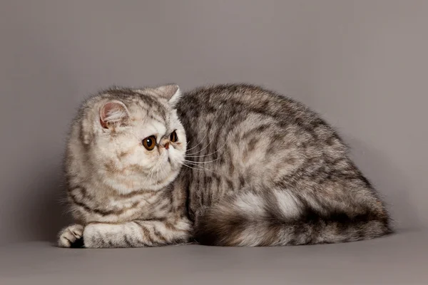 Exotische Kurzhaarkatze. Persische Katze auf grauem Hintergrund — Stockfoto