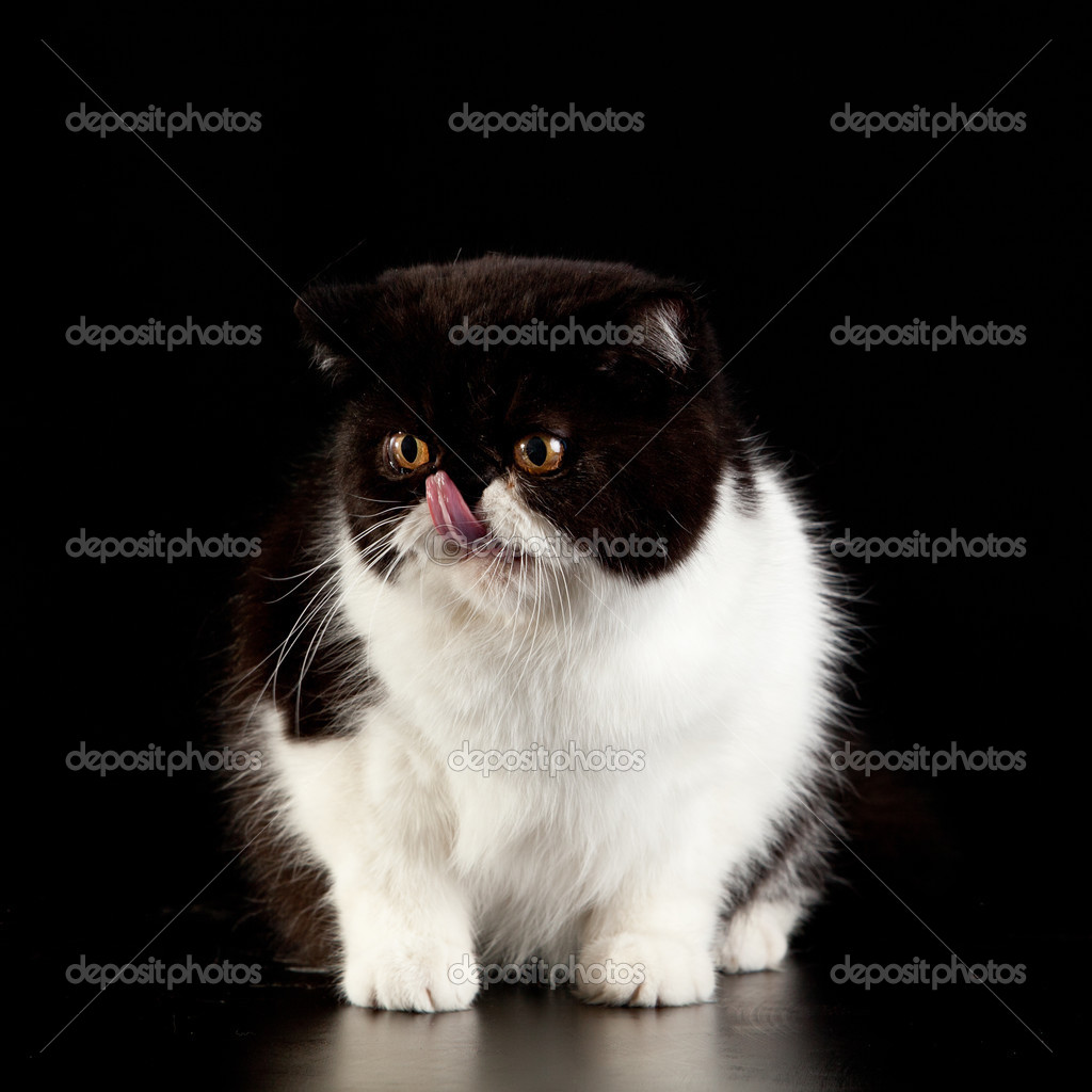 Exotic Shorthair Cat Exotic Domestic Cat On Black Background