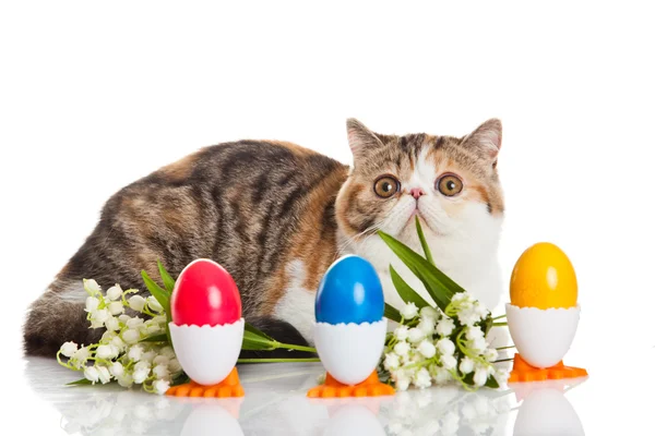 Exotic shorthair cat. — Stock Photo, Image