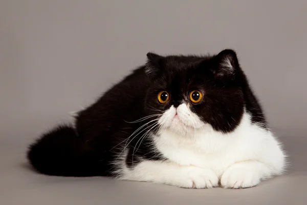 Exotische Kurzhaarkatze. Persische Katze auf grauem Hintergrund — Stockfoto