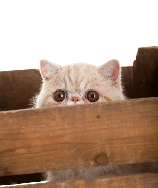 Gato exótico de taquigrafía. hermoso gato en una caja . — Foto de Stock