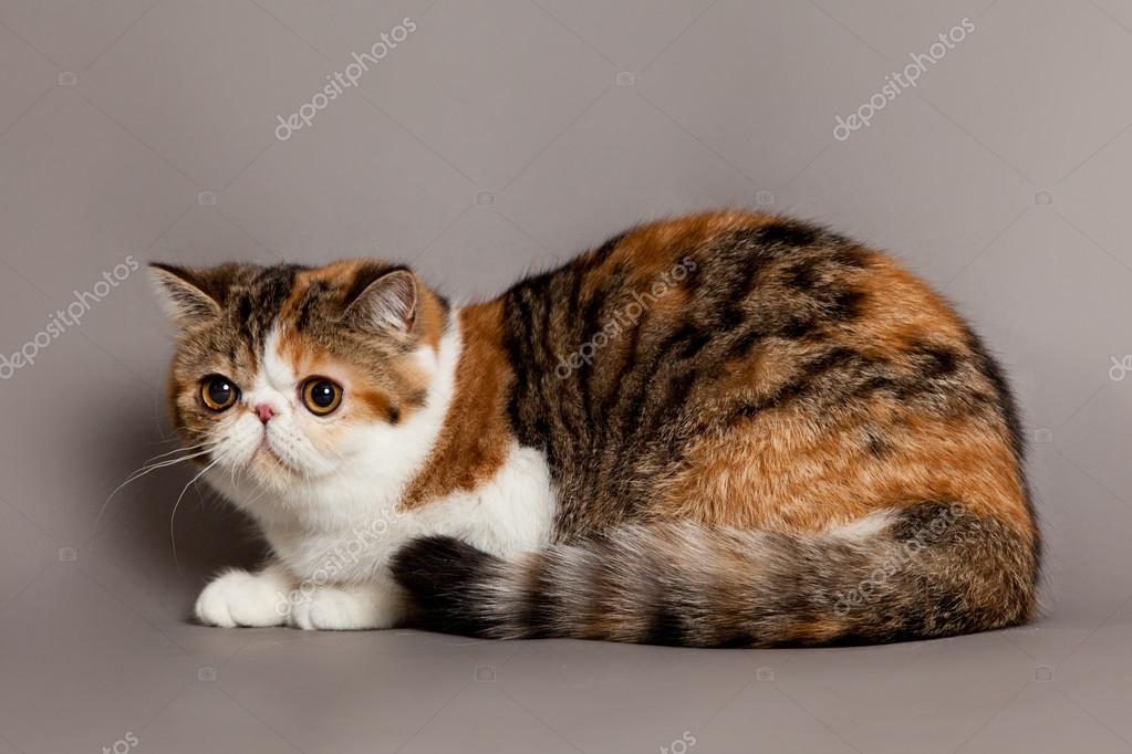 Exotic Shorthair Cat Persian Cat On Grey Background Stock Photo