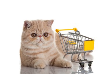 egzotik stenografi kedi. alışveriş sepeti üzerine beyaz izole ile kedi