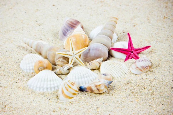 The exotic sea shell . treasure from the sea. — Stock Photo, Image