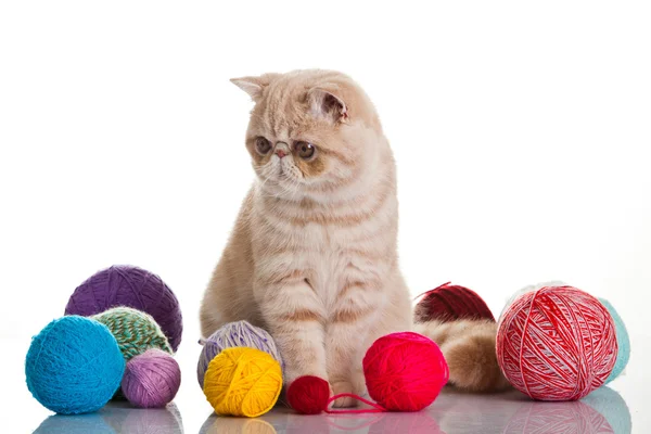 Gato exótico de ar curto. Gato com bolas de fios . — Fotografia de Stock