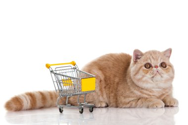 egzotik stenografi kedi. alışveriş sepeti üzerine beyaz izole ile kedi