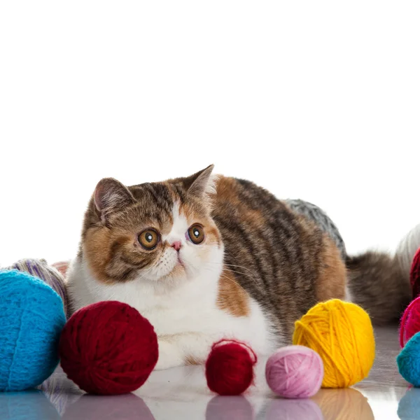 Exotic shorthair cat. Cat with balls of threads. — Stock Photo, Image