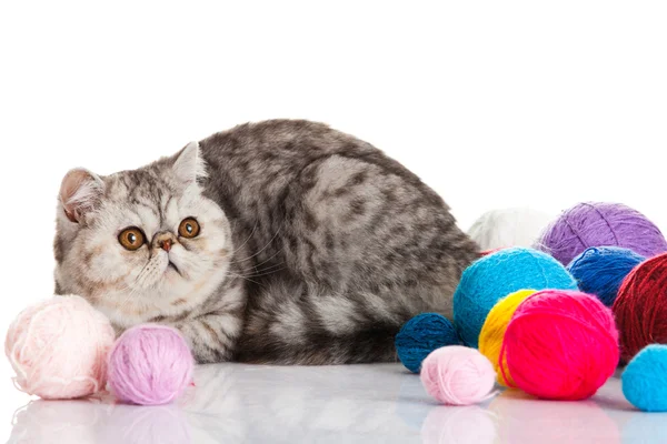 Gato exótico de taquigrafía. Gato con bolas de hilos . — Foto de Stock